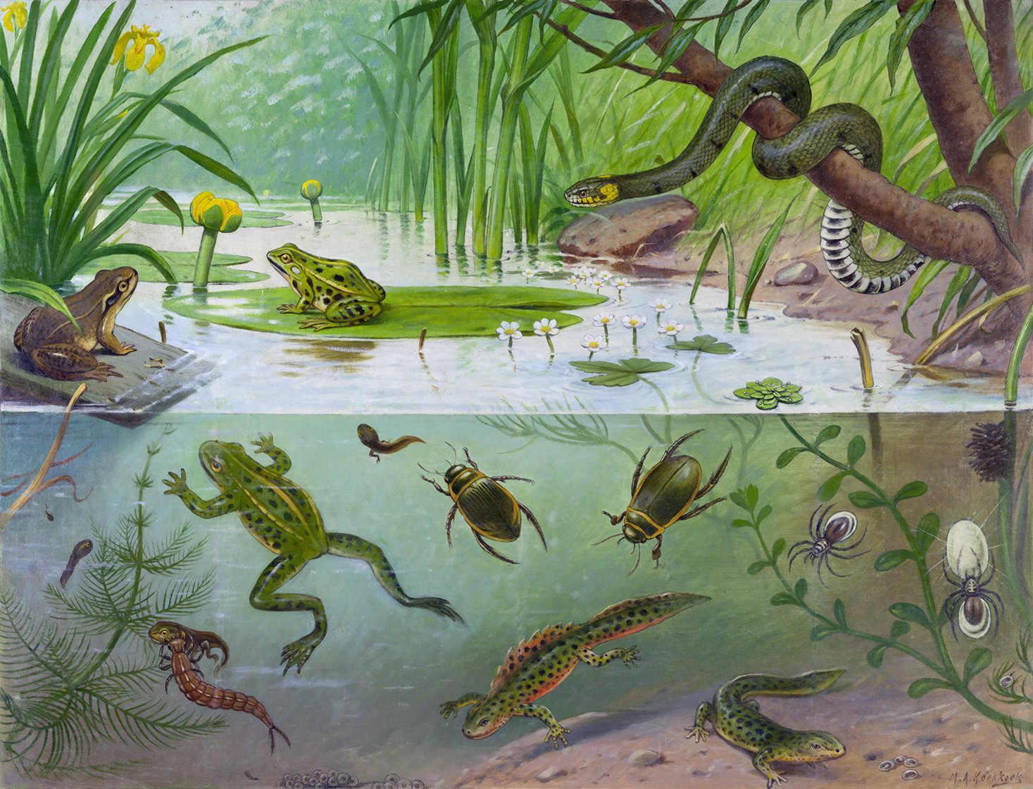 Amphibiën | Behang van de van M.A. Koekkoek | Mooiste schoolplaten van - Behang en schoolplaten